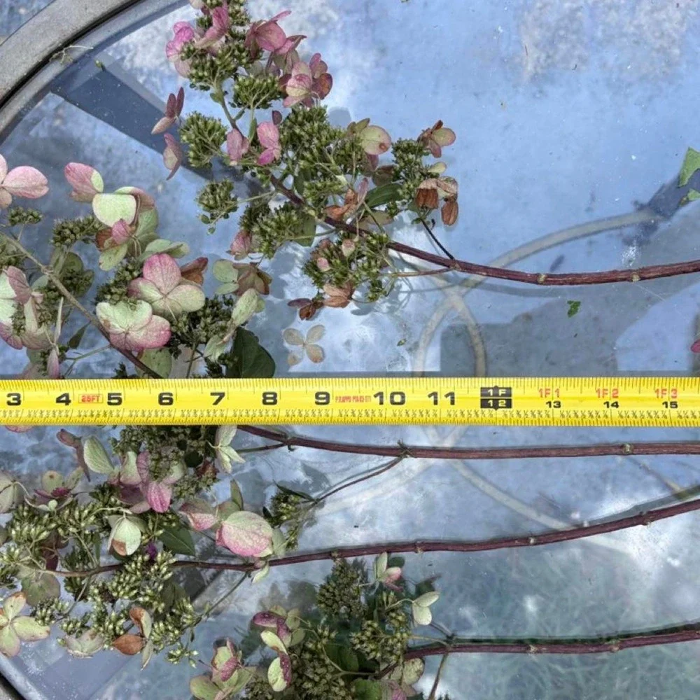 Real Preserved Hydrangea Stems 4 Count Sage Green Dusty Rose Pink Home Decor